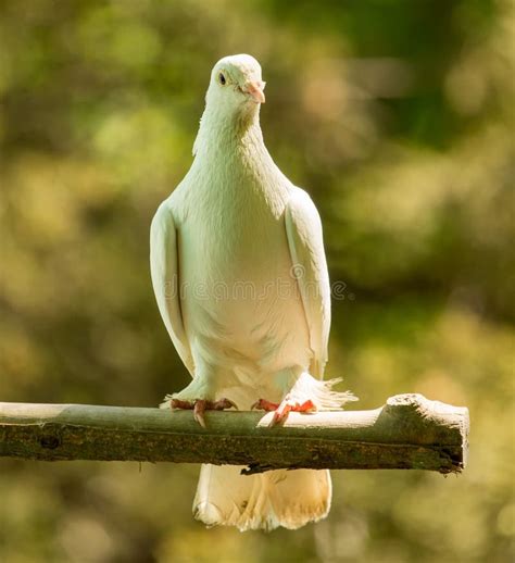 White Doves On A Tree In The Summer Stock Image Image Of Ducula Beak