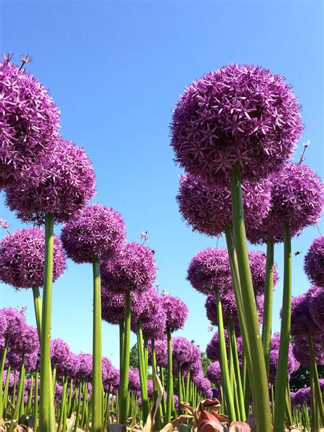 Giant Allium Bulbs Globemaster Dutchgrown Fresh From The Farm