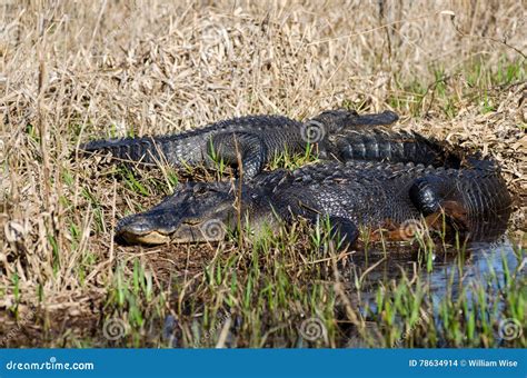 Okefenokee Swamp Bull Alligators Stock Photo Image Of Bull Backwater