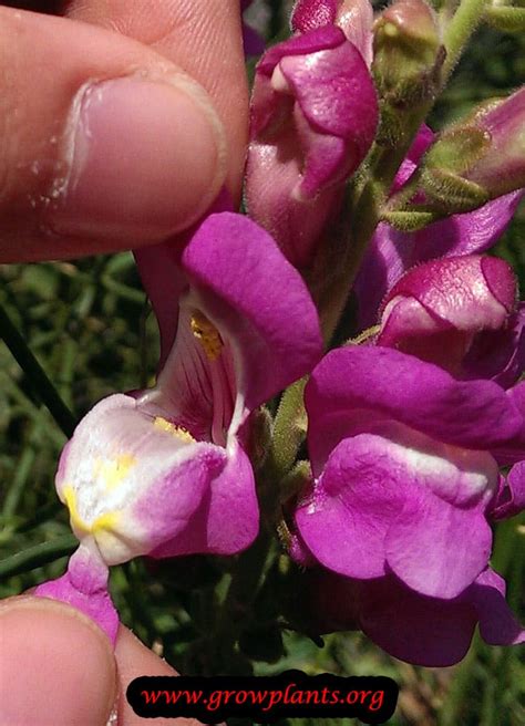 Snapdragon Flower How To Grow And Care