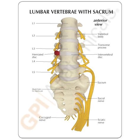 Lumbar Spine Model With Sacrum 1700 Lower Back Anatomy Gpi Anatomicals