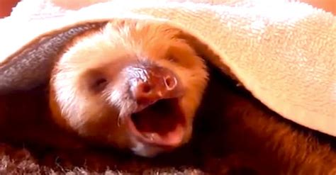 This Yawning Baby Sloth Will Melt Your Heart Cutest Thing Ive Ever