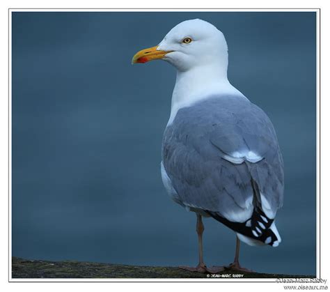 european herring gull larus argentatus jmra155467