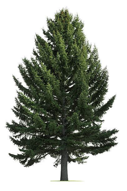 Pine Tree Stock Photos Pictures And Royalty Free Images Istock
