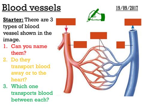 Blood Vessels Complete Lesson Gcse 1 9 Teaching Resources