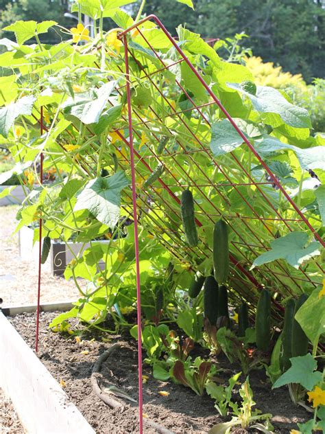 You can also search the web for how to build a pvc trellis for some helpful hints, but the. Cucumber Trellis - Large | Powder Coated Steel | Gardener's Supply