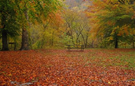 Wallpaper Autumn Leaves Trees Nature Park Rain