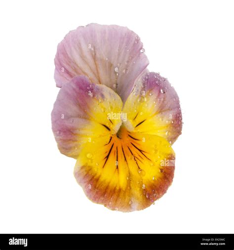 Pansy With Dew Drops Isolated Stock Photo Alamy