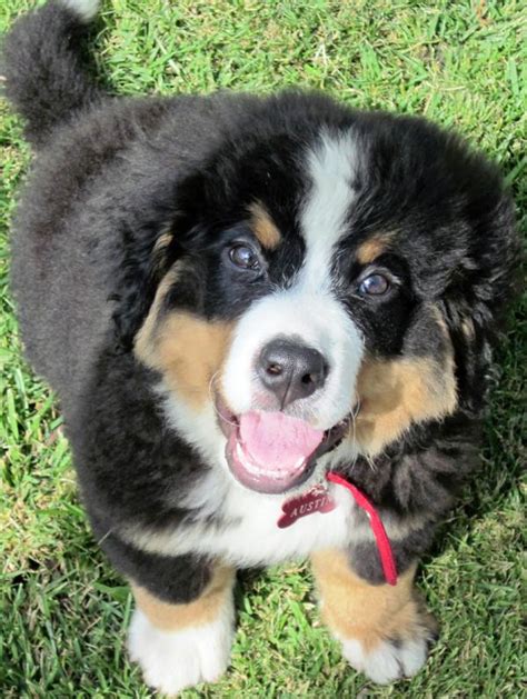 Bernese Mountain Dogs Are The Height Of Cute