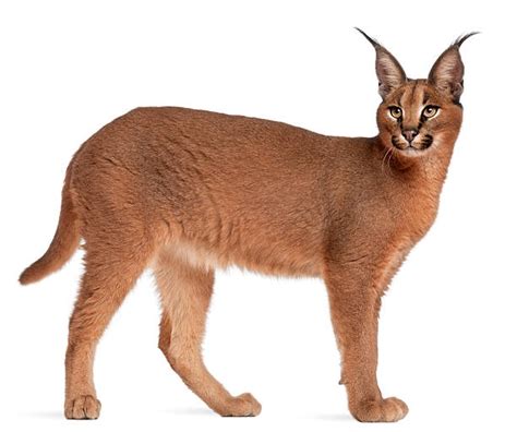 Best Caracal Stock Photos Pictures And Royalty Free Images Istock