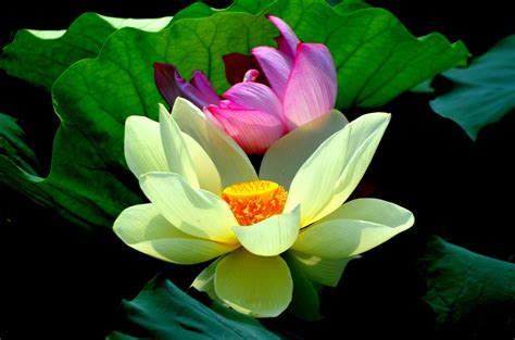 Almost files can be used for commercial. Lotus Flower Free Stock Photo - Public Domain Pictures