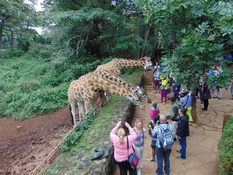 Get Up Close To Giraffes At The Nairobi Giraffe Center