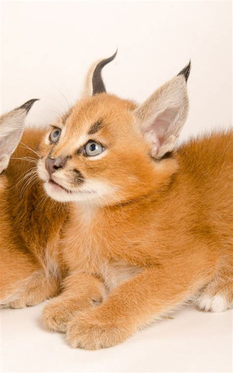 He and a select few staff members involve themselves personally in the raising of the cats: Photos offer glimpse at Oregon Zoo's exotic caracal ...