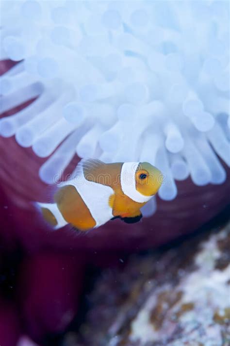Anemonefish Live In Bleached Sea Anemone Stock Image Image Of Closeup