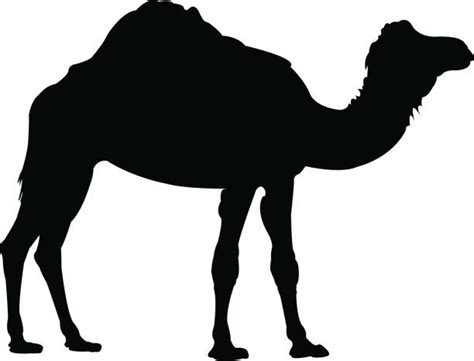 Download Best Camel Illustrations, Royalty-Free Vector Graphics ...