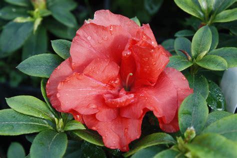This low growing dwarf azalea is excellent for borders and containers. Azalea Guanda Red - Kilmarnock Nurseries