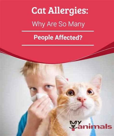 How To Help Alleviate Your Cats Allergies Cats Maniax