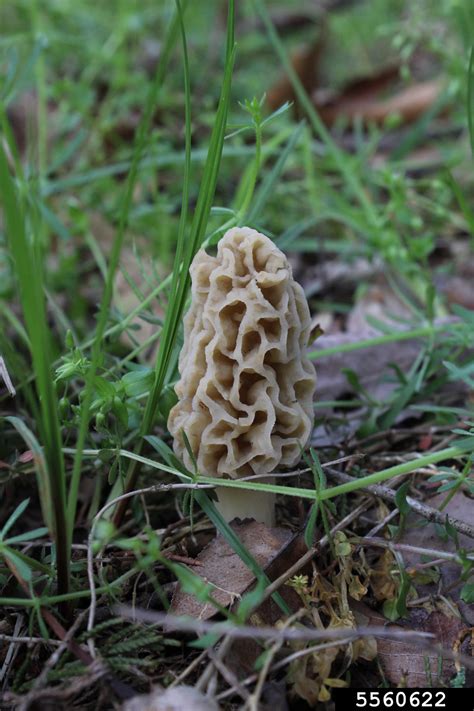 Yellow Morel Morchella Esculenta