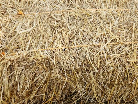 Dry Straw Hay Stack Texture Stock Photo Image Of Background Frame