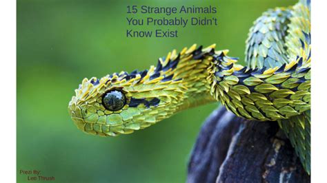 15 Strange Animals You Probably Didnt Know Exist By Leo Thrush