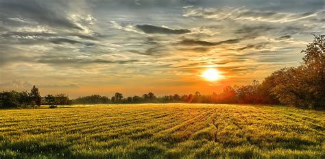 Flower field in the woods tag. sunset, Field, Trees, Landscape, Autumn Wallpapers HD ...