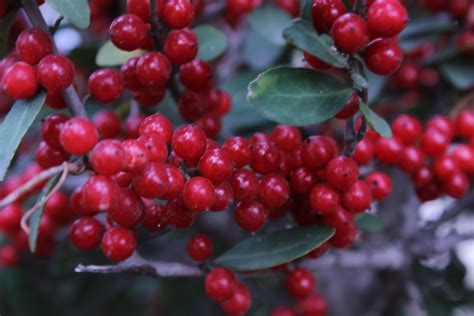 Red Berries Red Berry Fruit Fruit Berry Fruit