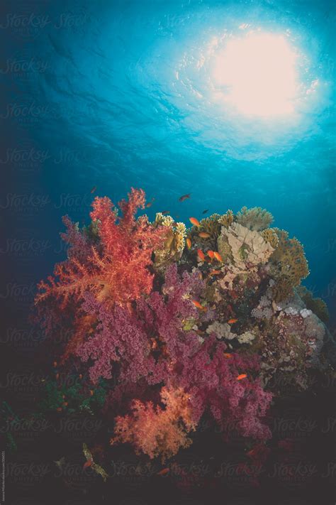 Coral Reef Underwater Del Colaborador De Stocksy Jovana Milanko