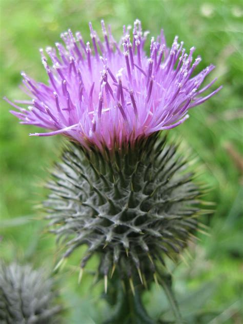 List Of Blue Scottish Flowers