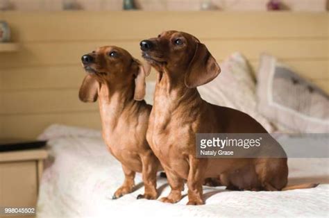 Dachshund Isolated Photos And Premium High Res Pictures Getty Images