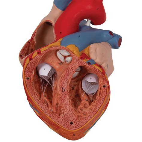 Anatomical Heart Model Anatomy Of The Heart 4 Part Heart Model
