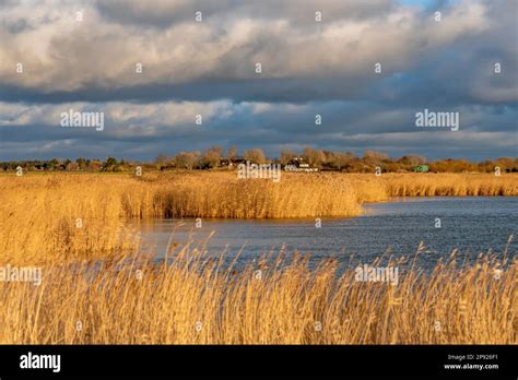 Reed Fields At A Pond Stock Photo Alamy
