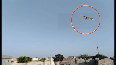 Pegasus Caught On Camera And Spotted To Real Life Horse Flying Green