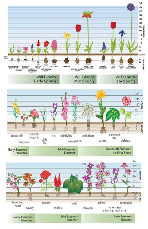 Bloom Time Charts For Fall Planted Bulbs Spring Planted Bulbs And