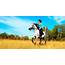 Safety Tips For Summer Horseback Riding  Golden Ocala