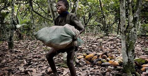 Ghana Cocoa Risk Blacklisted From Eu Market Over Deforestation And