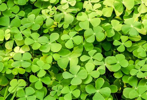 However, mulch can also prevent grass from growing so it's best to only. How to Kill Clovers Without Killing the Grass | Hunker