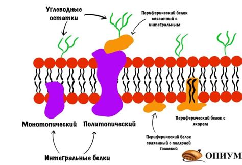 Биологические мембраны. Строение и функции клеточной мембраны - ОПИУМ
