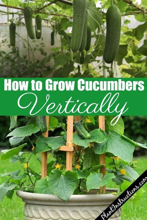 how to grow cucumbers vertically growing cucumbers vertically container gardening vegetables