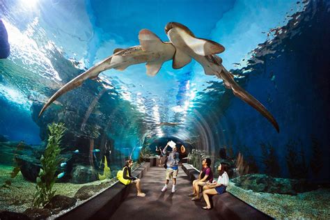 Underwater World Pattaya Tickets In Pattaya Pelago