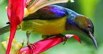 Cara perawatan burung decu macet bunyi agar kembali gacor : Burung Decu Wulung Jantan Dan Betina / Perbedaan Burung ...