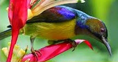 Pancingan burung decu wulung(kacer mini) untuk burung macet bunyi. Burung Decu Wulung Jantan Dan Betina / Perbedaan Burung ...