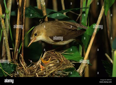 Marsh Warbler Acrocephalus Palustris At The Nest Stock Photo Alamy