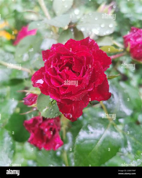 Macro Image Of Red Rose With Water Droplets On The Green Leaves