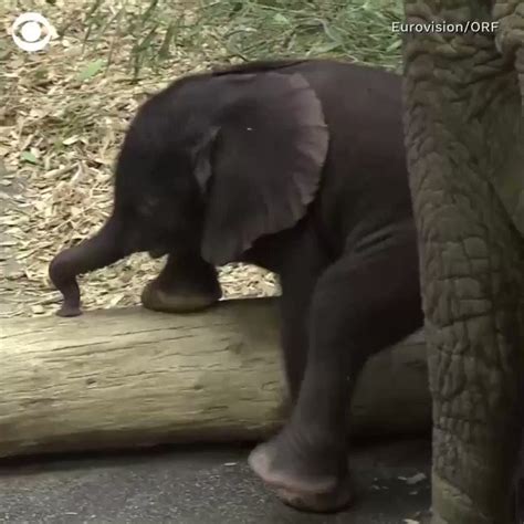 Thursday Adorable This Newborn Baby Elephant Was Introduced To The