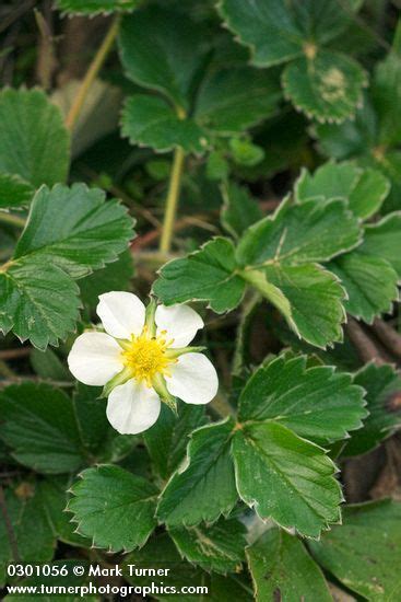 Fragaria Chiloensis Beach Strawberry Wildflowers Of The Pacific