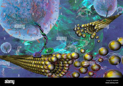 Intracellular Transport Illustration Stock Photo Alamy