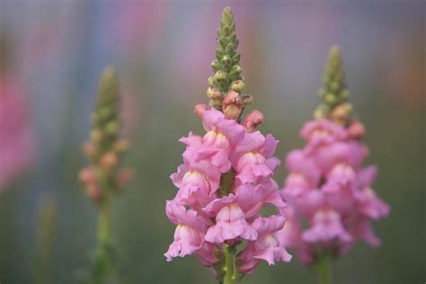 Nothing else can replicate the floral arrangements and installations for dinner parties, birthdays or any special function or celebration. NZ Flowers Week - Blog: FLOWER PROFILE - Snapdragons ...
