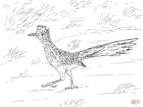 40+ mexico coloring pages mexican culture for printing and coloring. Realistic Greater Roadrunner coloring page | Free ...
