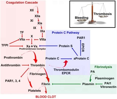 Coagulation Anticoagulation And Fibrinolysis Maintain Open I
