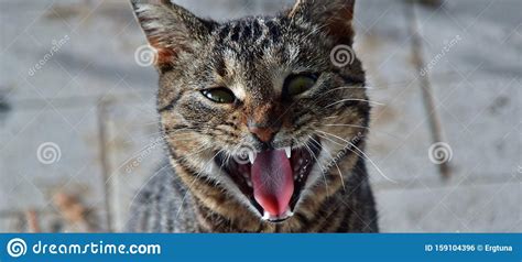 A Tabby Cat That Looks Like A Wild Animal Stock Photo